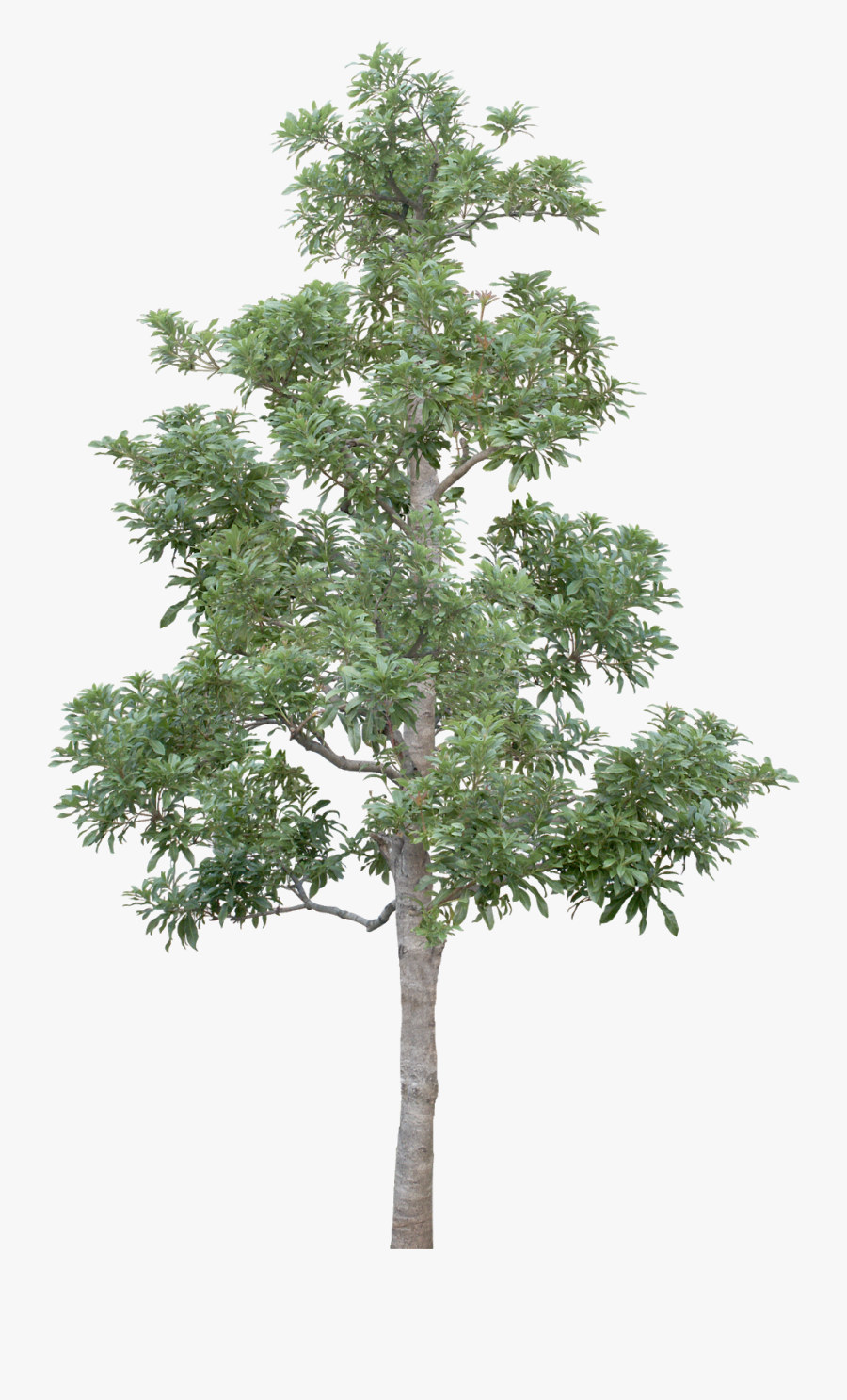 Tree, Transparent Clipart