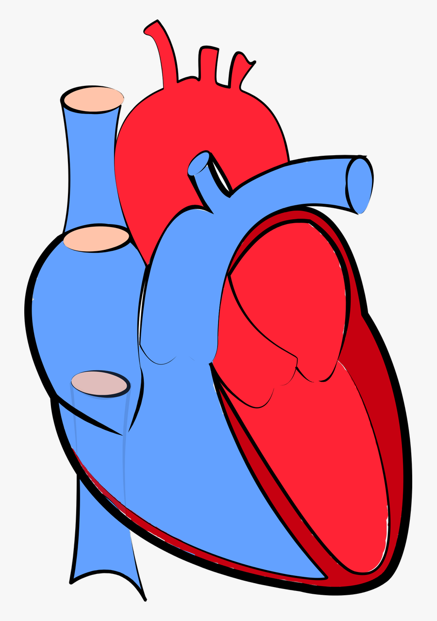 Transparent Background Human Heart Png, Transparent Clipart