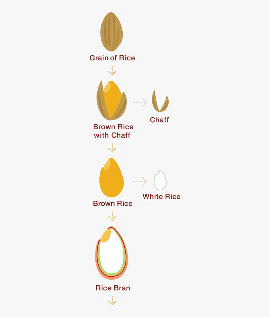 Unlocking The Nutritional Potential - Brown Rice Bran And Germ, Transparent Clipart