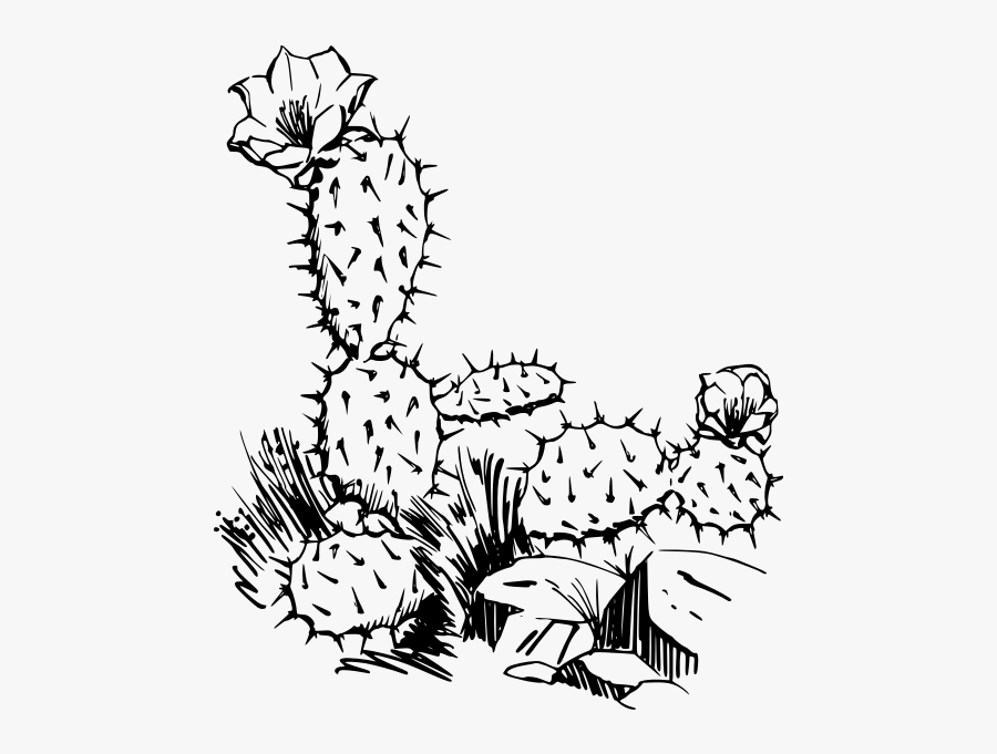 Cactus - Cactus Clip Art, Transparent Clipart