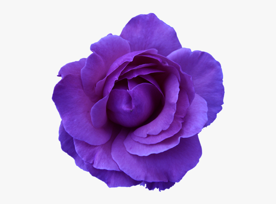 Blue Flower Clipart Flower Head - Purple Flower Transparent Background, Transparent Clipart