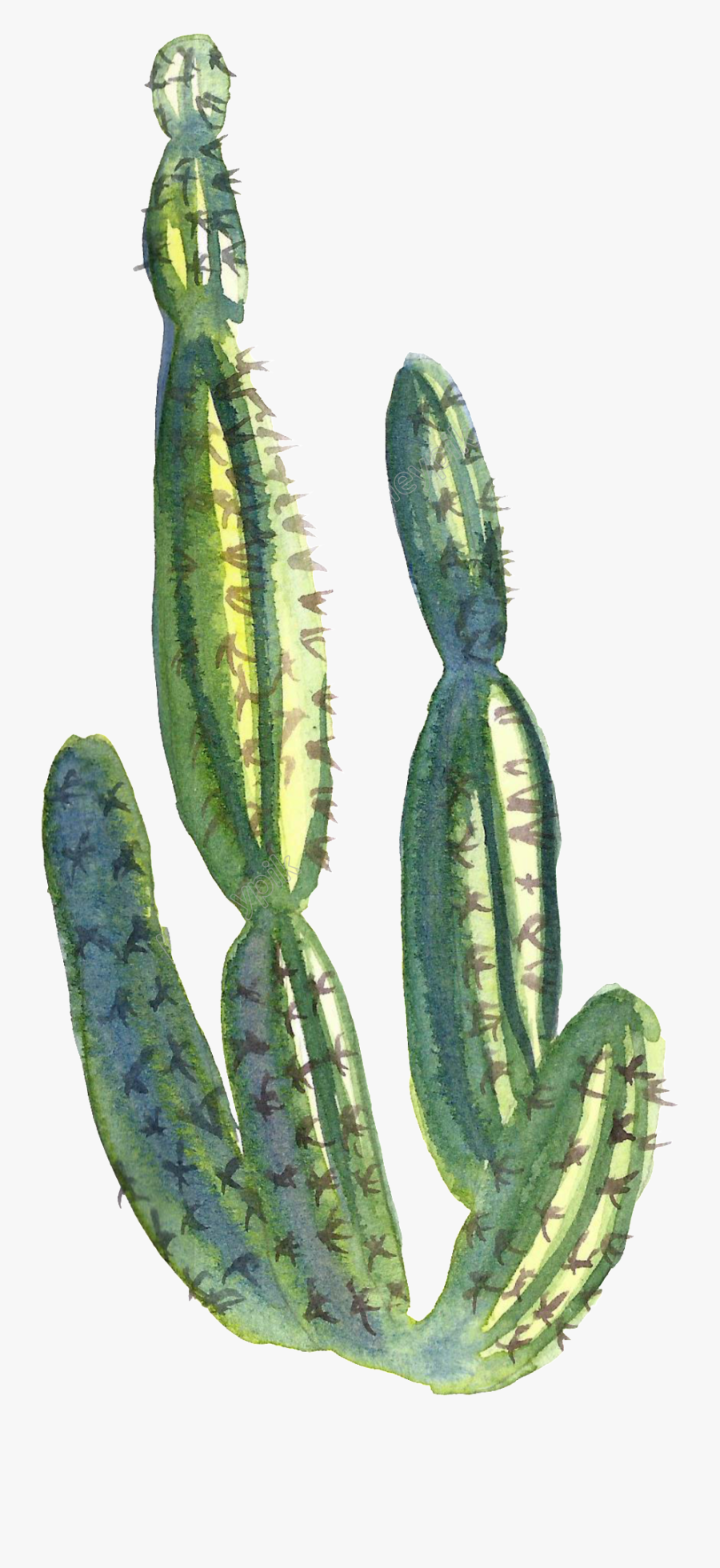 Transparent Cactus Water Paint - Clipart Transparent Background Transparent Watercolor, Transparent Clipart