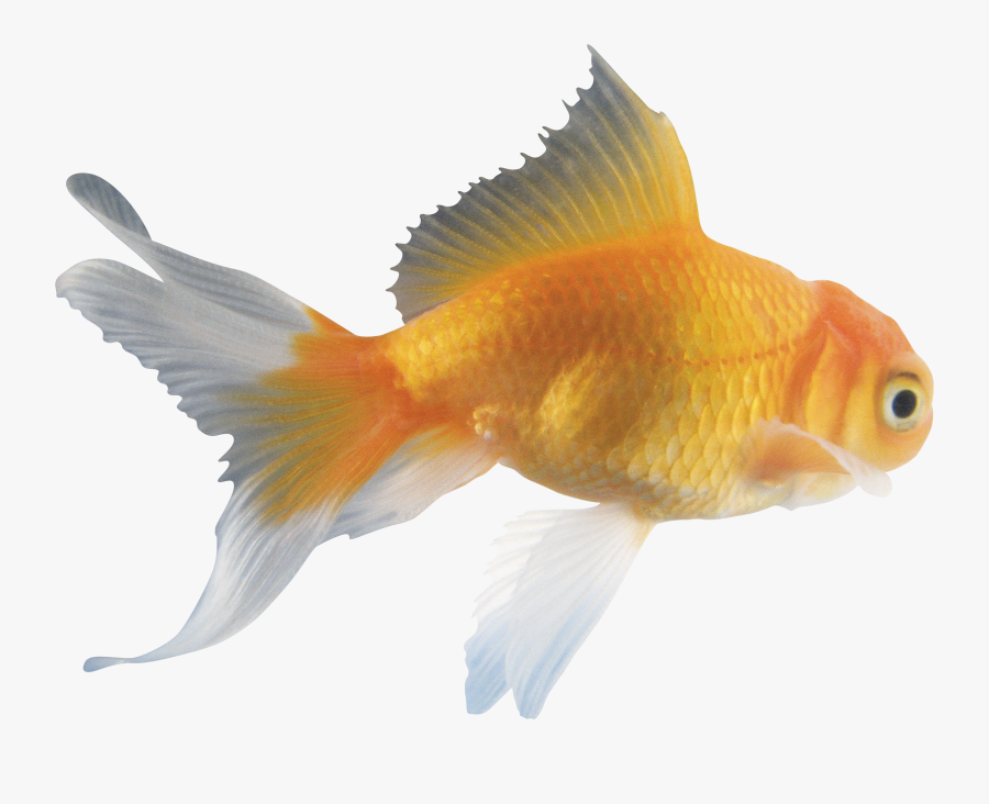 Part Of Gold Fish, Transparent Clipart