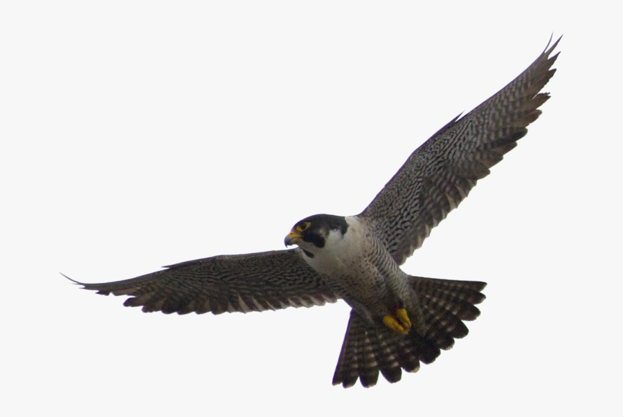 Transparent Falcon Flying Clipart - Peregrine Falcon Transparent Background, Transparent Clipart