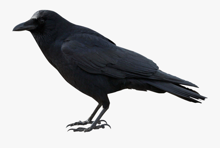 Crow Png Transparent, Transparent Clipart