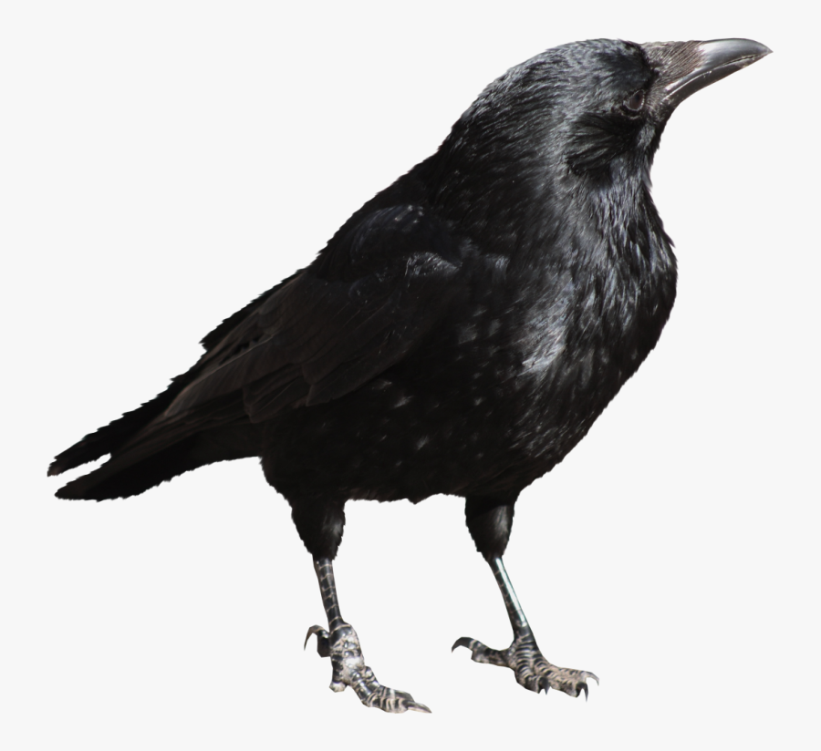 Crow Png File - Krow Png, Transparent Clipart