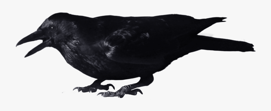 Png Transparent Background Crow, Transparent Clipart