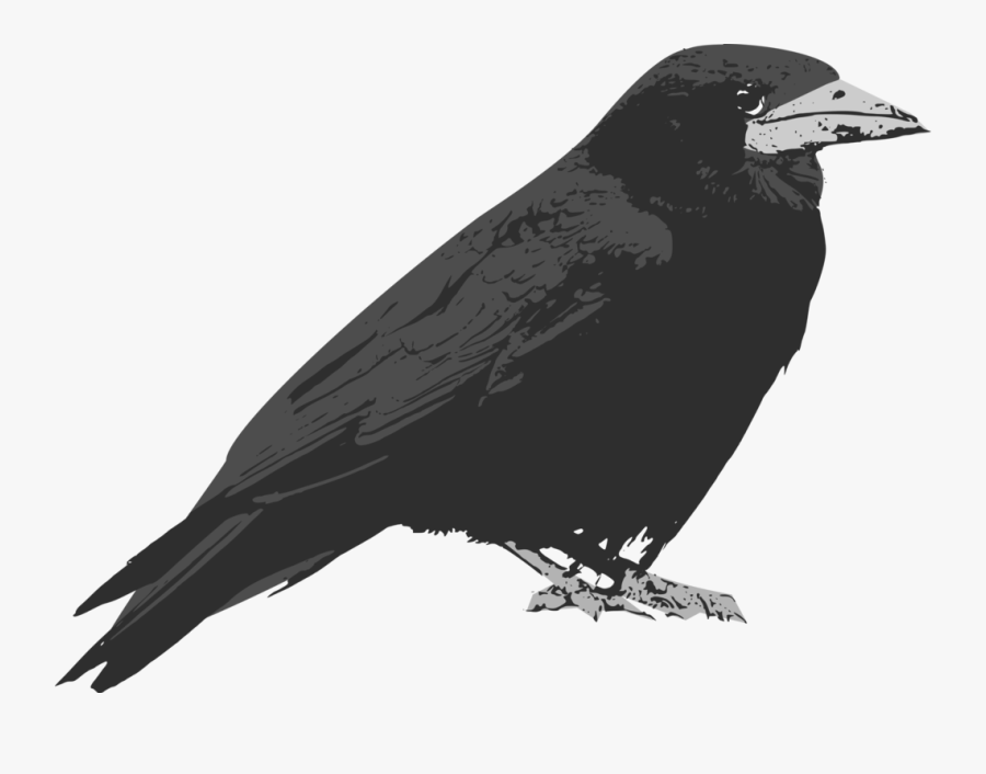 Perching Bird,crow Like Bird,rook - Raven Bird Cartoon, Transparent Clipart