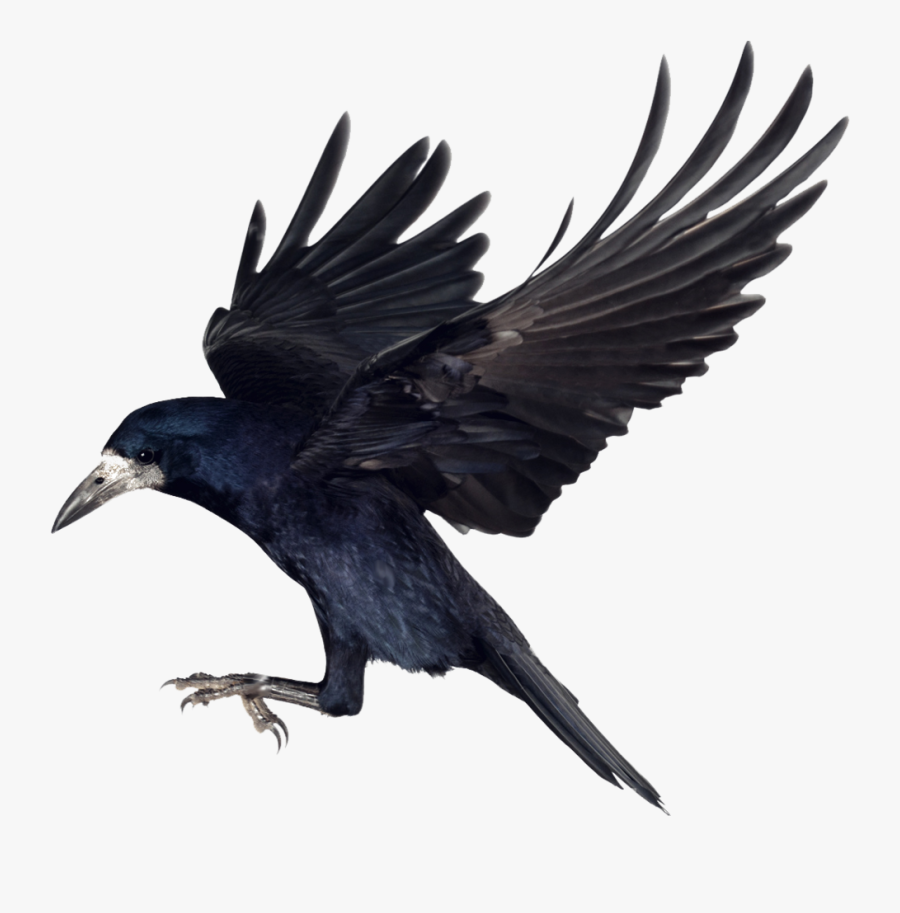 Crow Png Clipart - Crow Clipart Png, Transparent Clipart