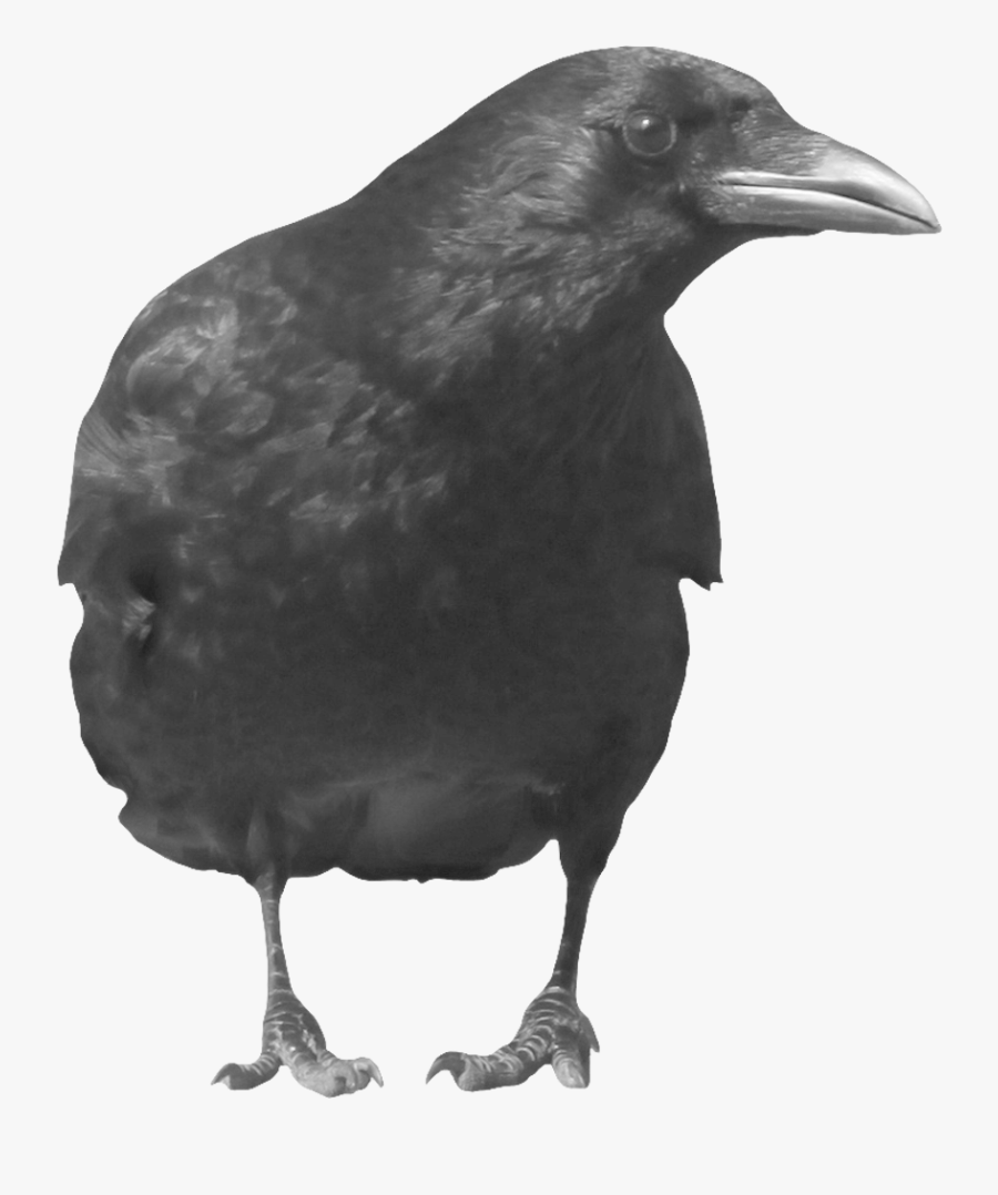 Crow Icon Clipart - Black Crow Front View, Transparent Clipart