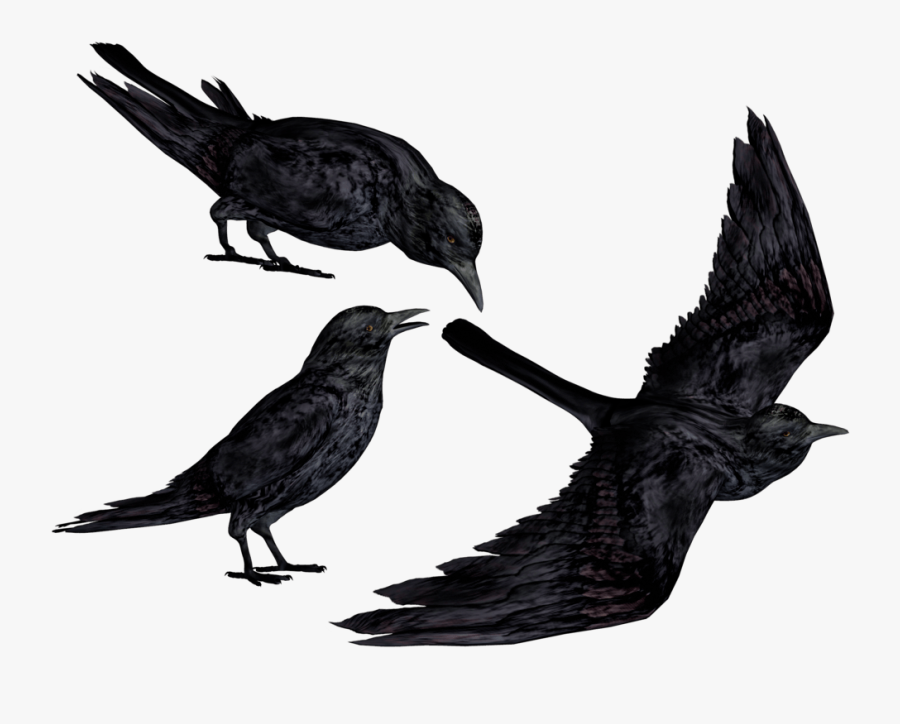 Black Crows Png Clipart , Png Download - Crow Stock, Transparent Clipart
