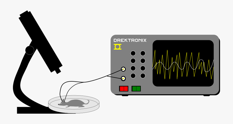 Mouse Eeg - Eeg Clipart Png, Transparent Clipart