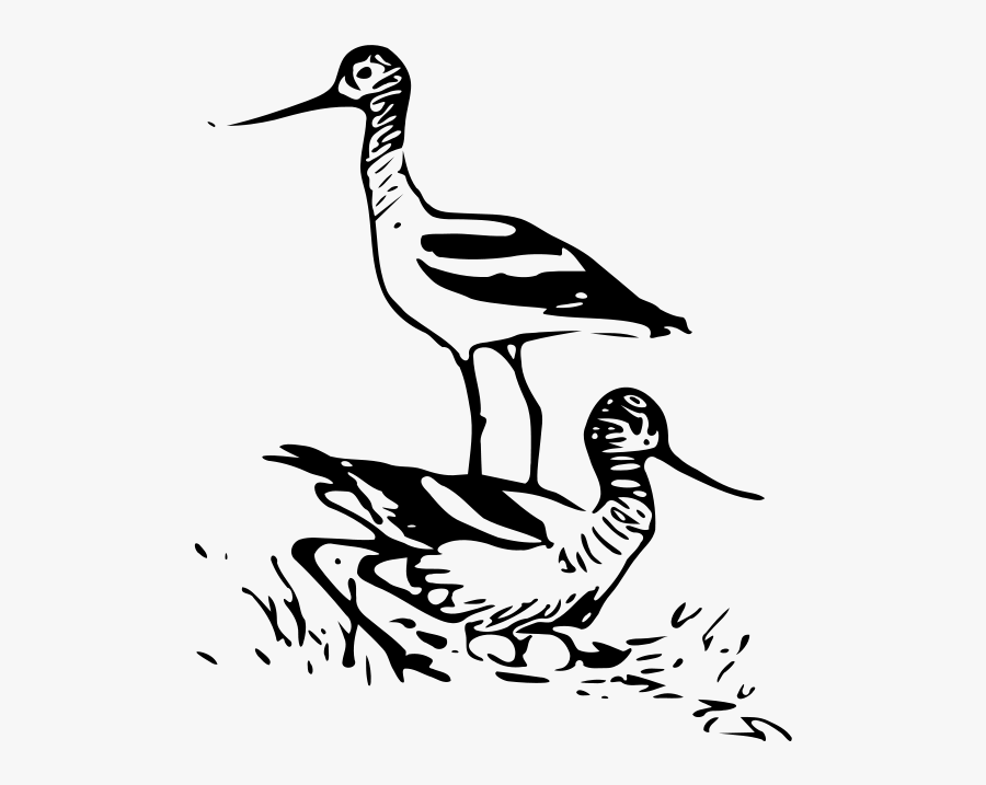 Birds, Transparent Clipart