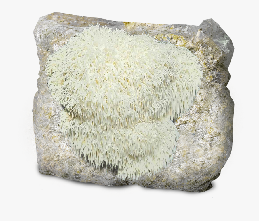 Stony Coral, Transparent Clipart