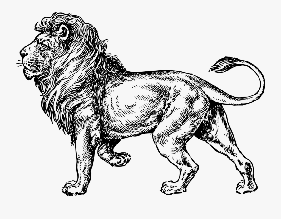Lion Clip Art, Transparent Clipart