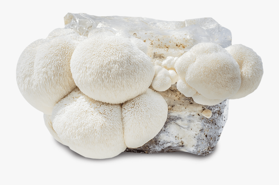 Agaricus, Transparent Clipart
