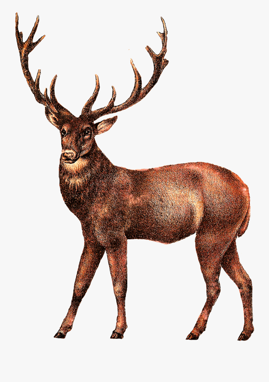 Moose, Elk Png - Deer Transparent Clip Art, Transparent Clipart