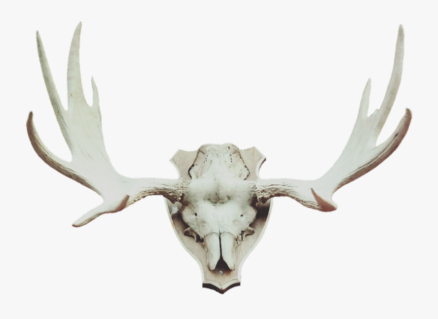 Antler Moose Antler Deer Antler Free Photo - Animal Trophy Png, Transparent Clipart