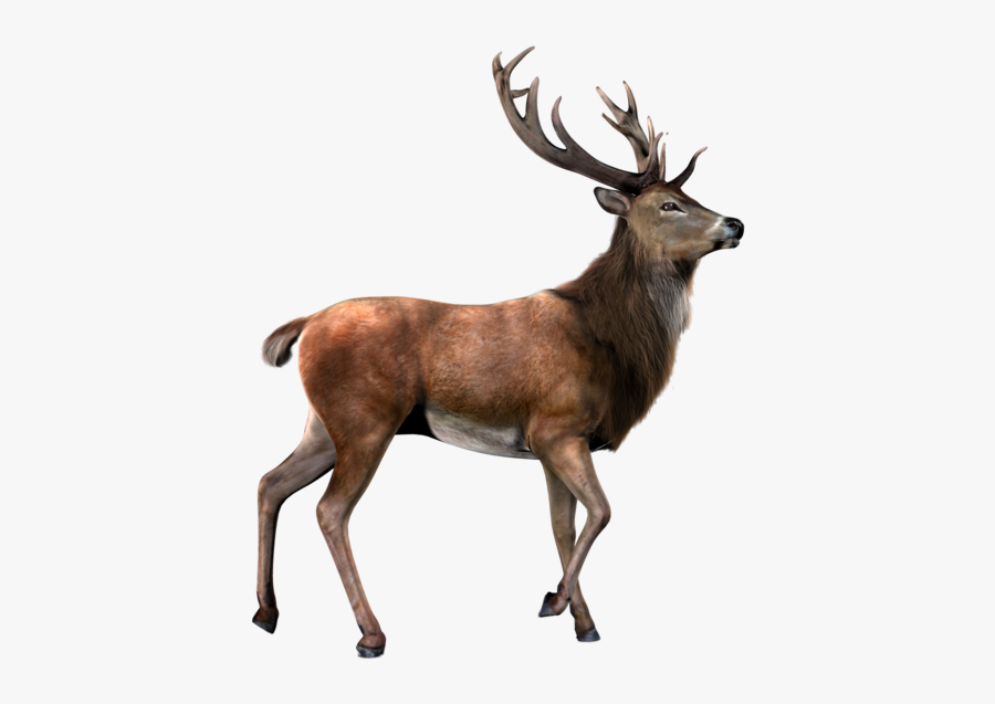 Moose, Elk Png - Deer Transparent Background, Transparent Clipart