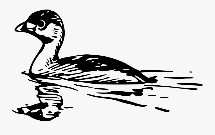 Pied Billed Grebe Drawing, Transparent Clipart