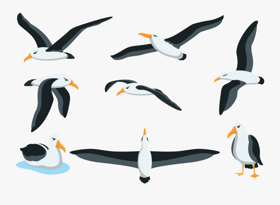 Albatross Vector, Transparent Clipart