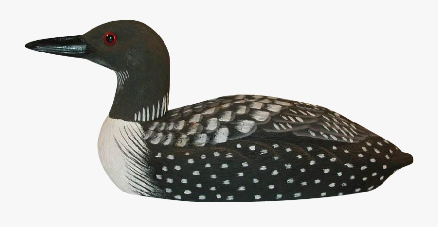 Common Loon White Background, Transparent Clipart