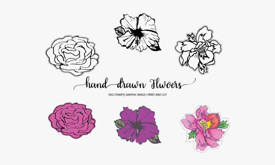 Rose, Transparent Clipart