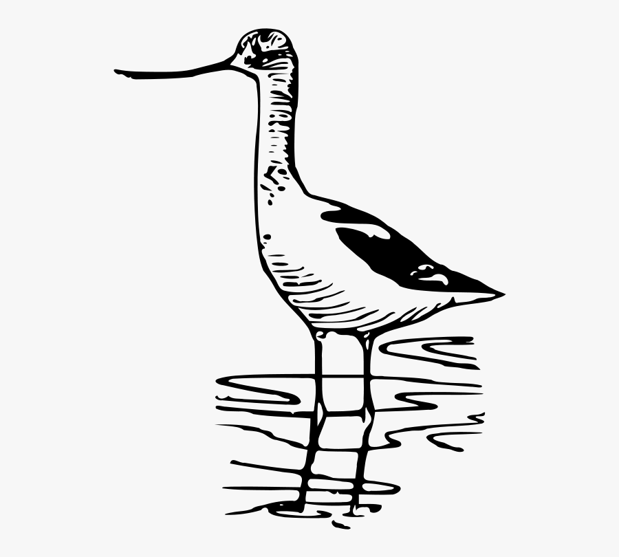 Loon Clipart Black And White, Transparent Clipart