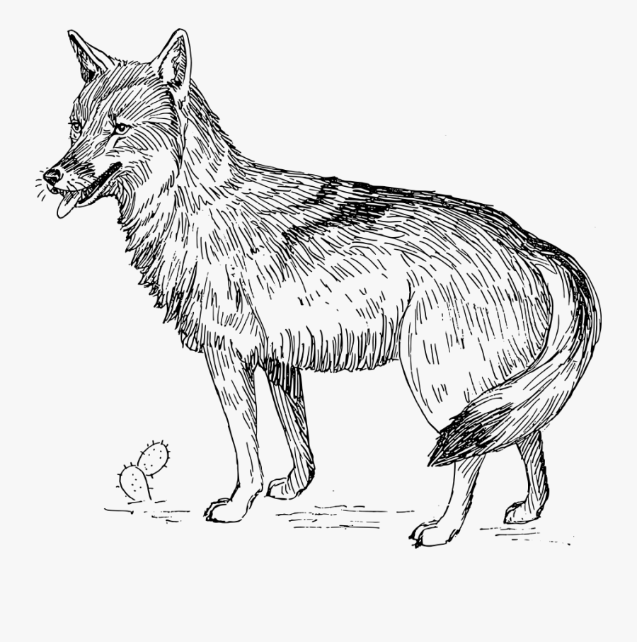 Coyote Black And White, Transparent Clipart
