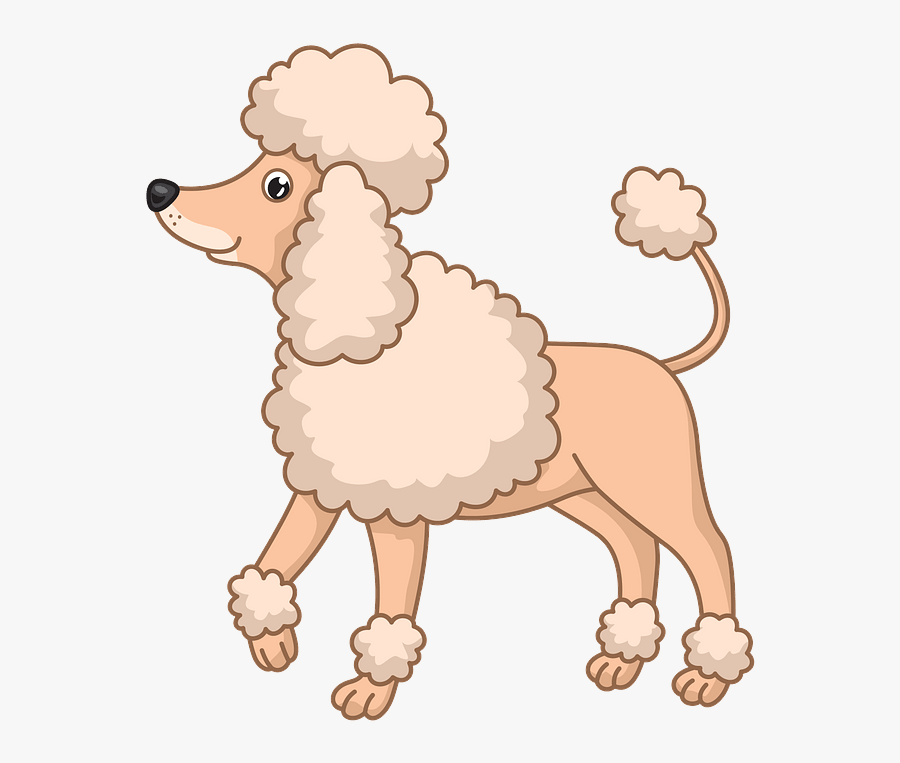 Miniature Poodle, Transparent Clipart