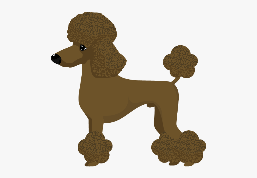 Standard Poodle, Transparent Clipart