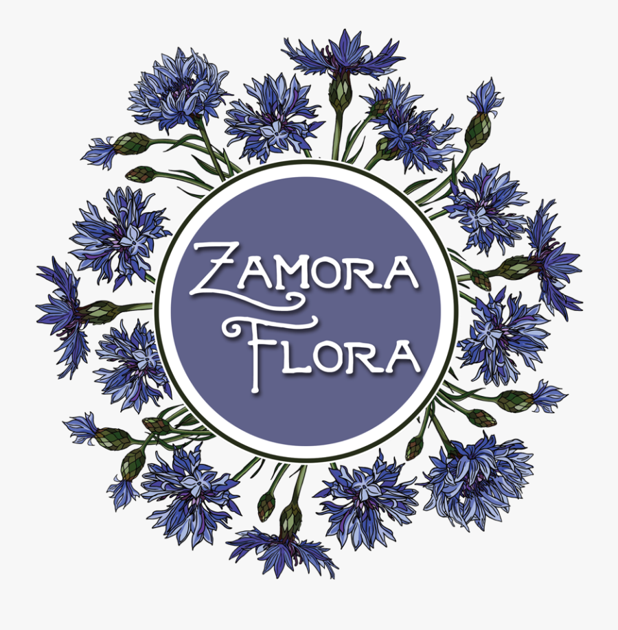 African Daisy, Transparent Clipart