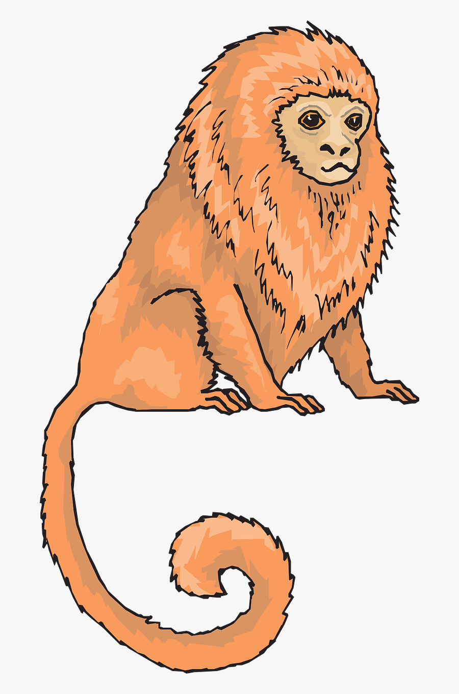 Golden Lion Tamarin Clipart, Transparent Clipart