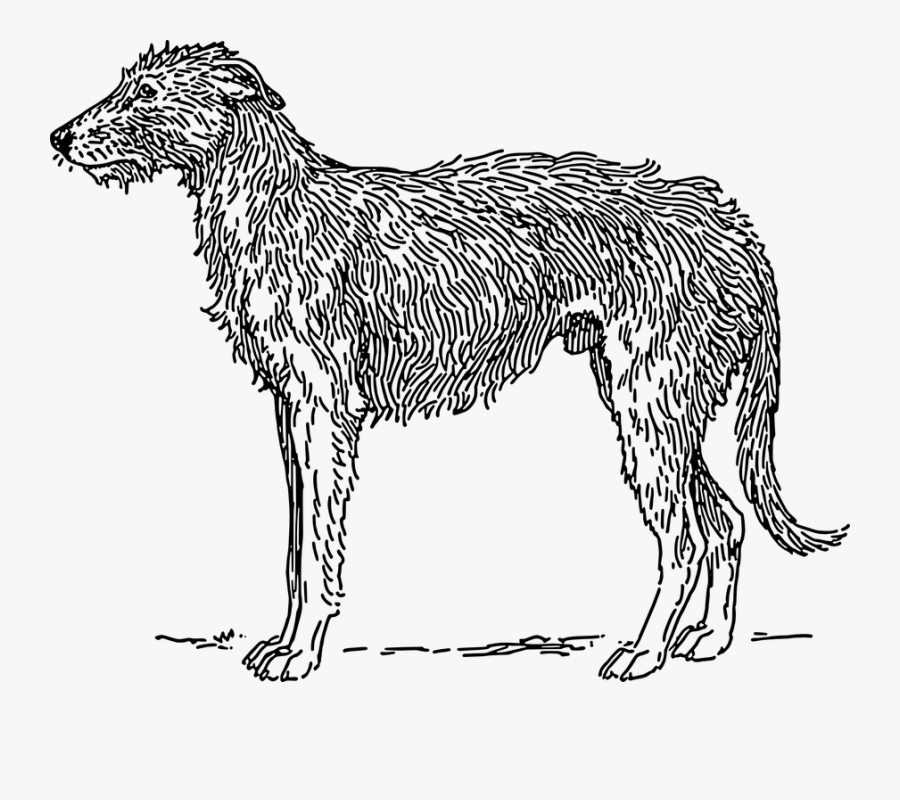 Irish Wolfhound Coloring Pages, Transparent Clipart
