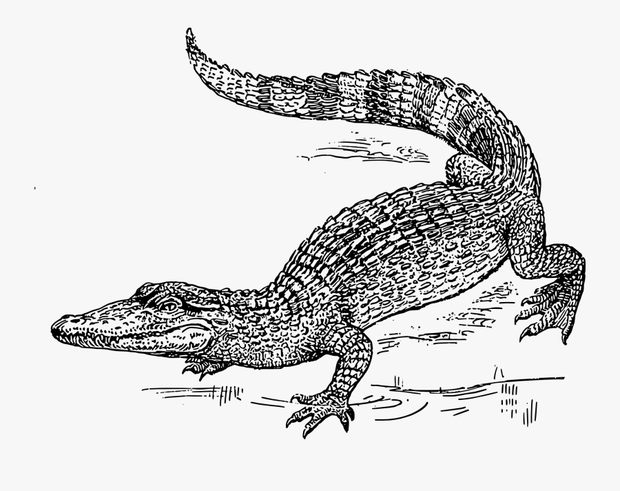 Crocodile Drawing Png, Transparent Clipart