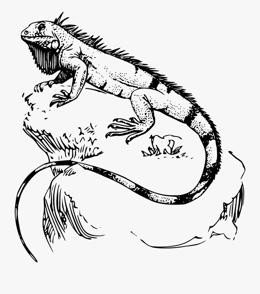Transparent Iguana Clipart Black And White - Reptile Drawing, Transparent Clipart