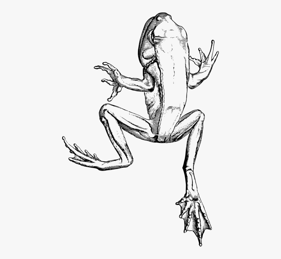 Art,figure Drawing,shoe - Frog, Transparent Clipart