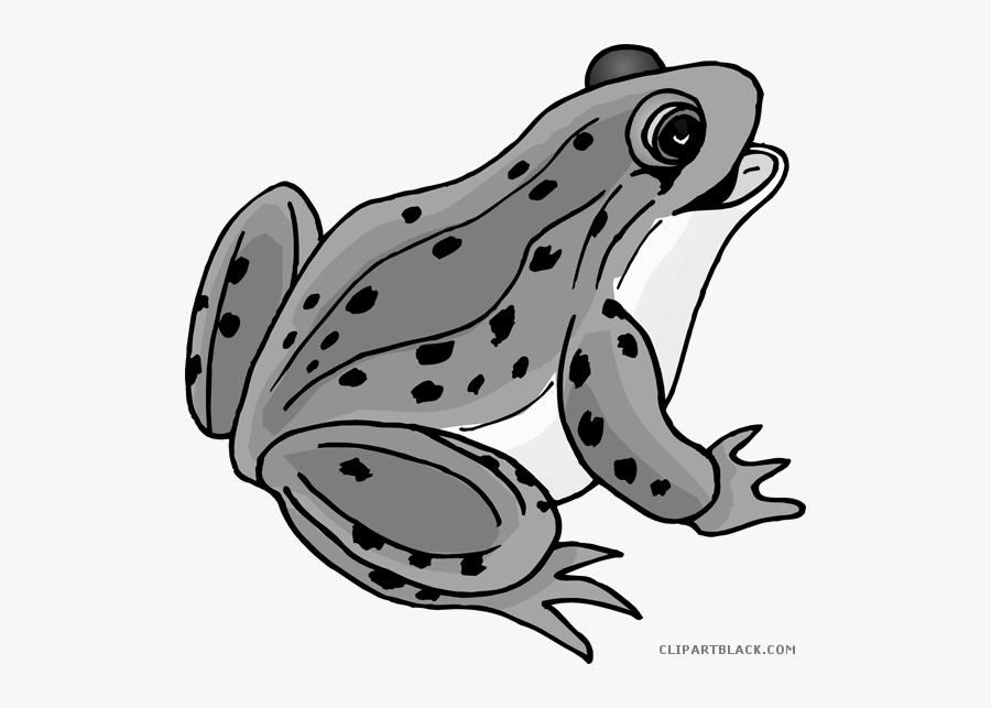 Frogs Clipart Animal - Realistic Frog Clip Art, Transparent Clipart