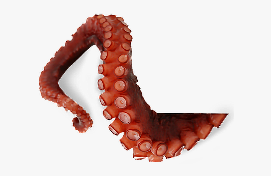 Octopus Tentacles Png Transparent Picture - Octopus Tentacle Png, Transparent Clipart