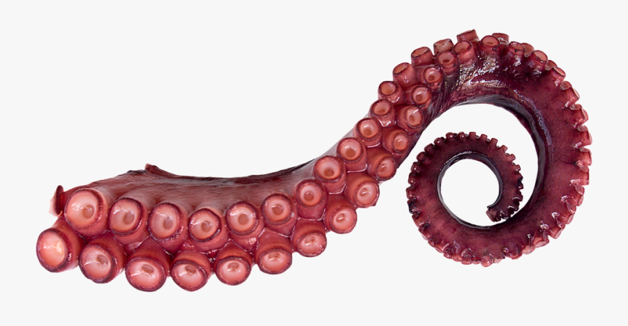 Transparent Tentacle Clipart - Octopus Tentacle Png, Transparent Clipart