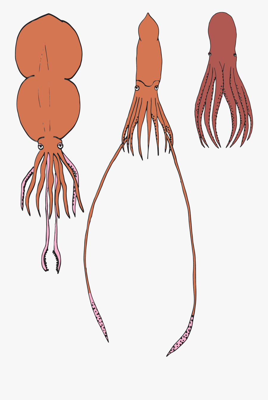 Drawings Of A Colossal Squid, Giant Squid, And Giant - Colossal Vs Giant Squid, Transparent Clipart