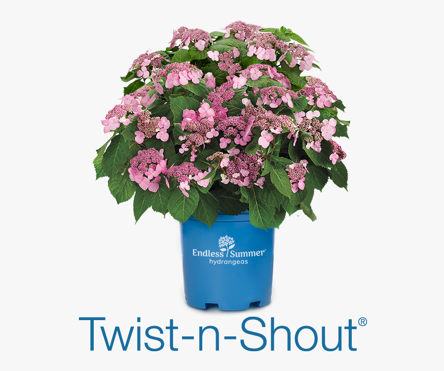 Blushing Bride A White - Blushing Bride Hydrangea Endless Summer, Transparent Clipart