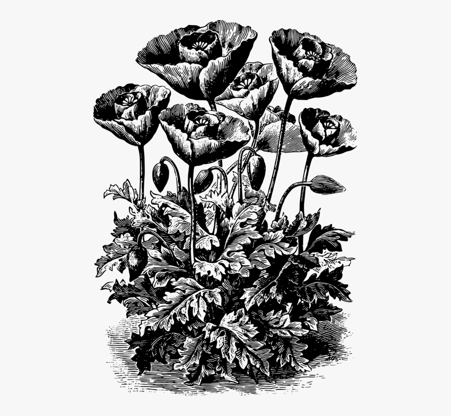 Flower Remembrance Poppy Tulip Plants - Portable Network Graphics, Transparent Clipart