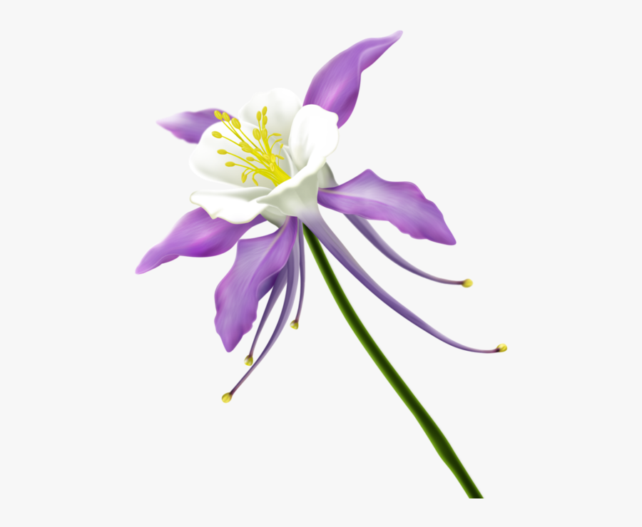 Transparent Clipart Kwiaty - Columbine Flower Transparent, Transparent Clipart