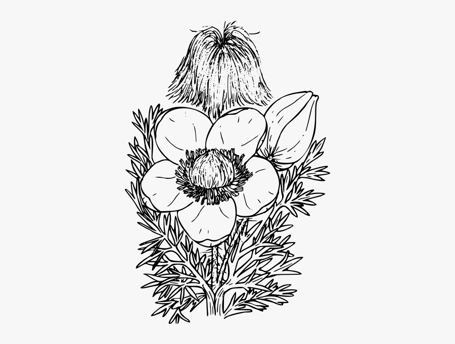 Western Pasque Flower - Western Anemone, Transparent Clipart