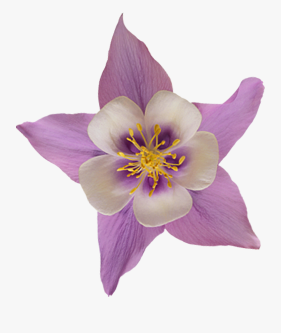 Colorado Blue Columbine, Transparent Clipart