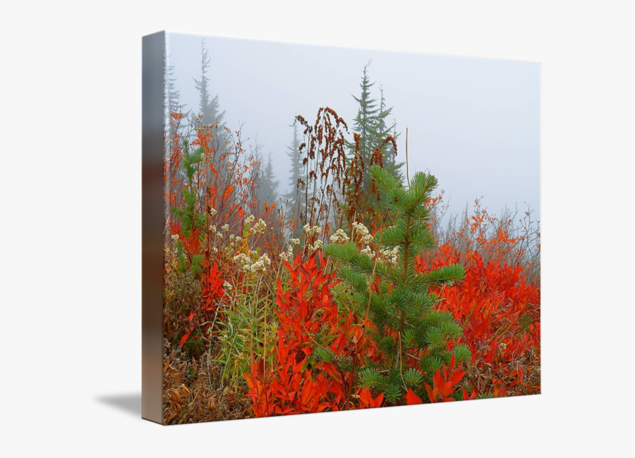 Lobelia, Transparent Clipart