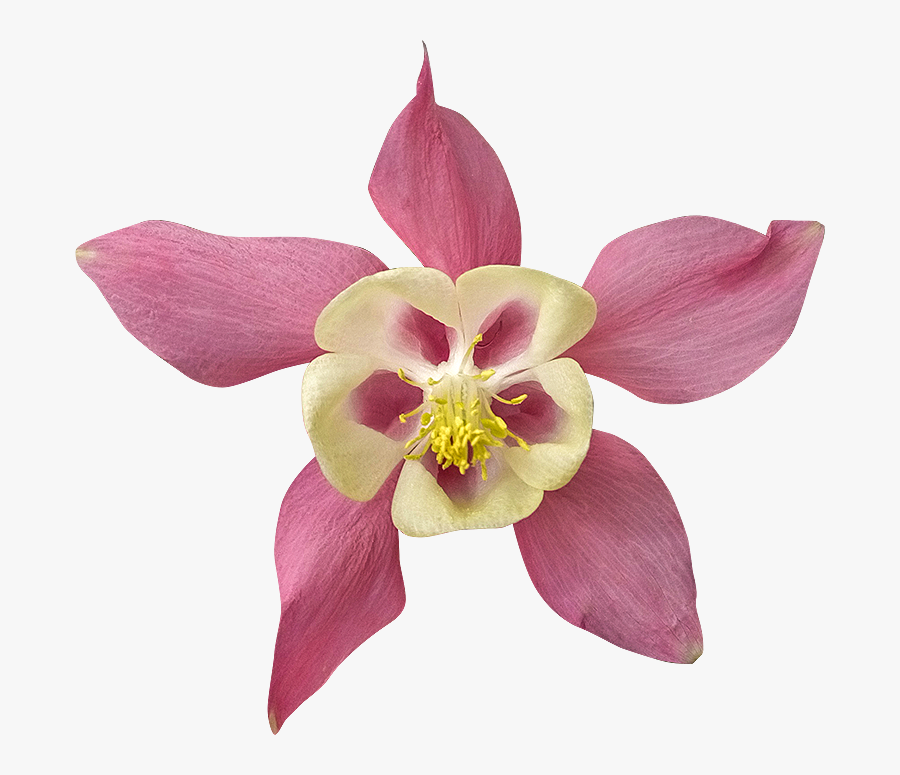 Orchidée Détourée Libre Droit Gratuite, Transparent Clipart
