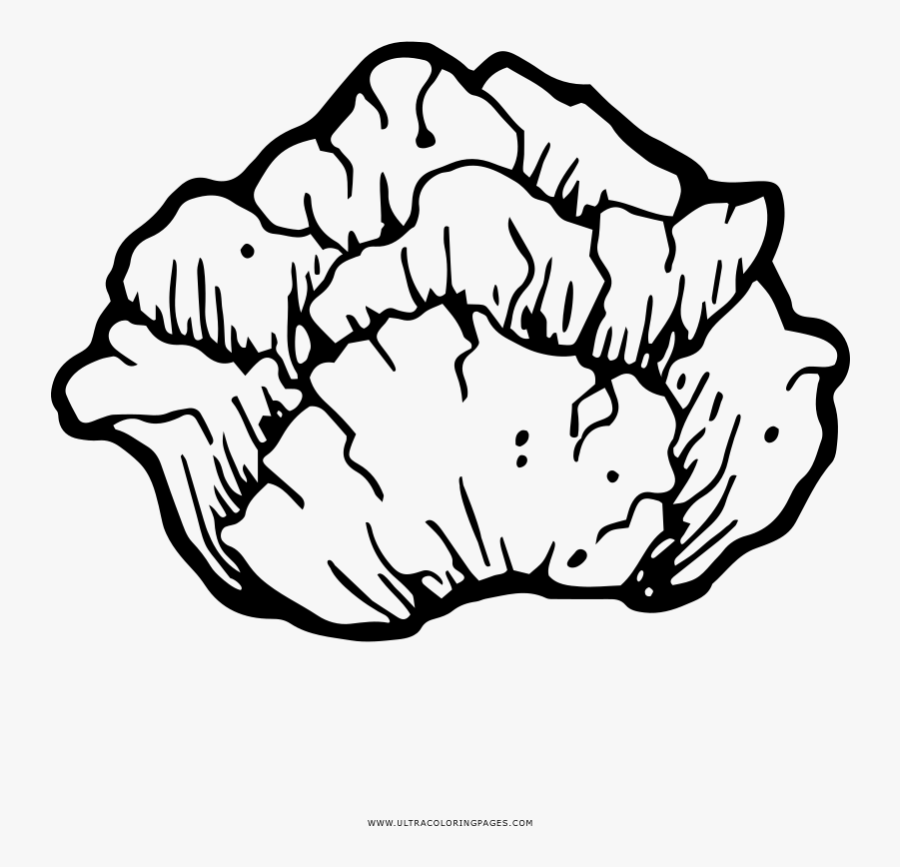 Lettuce Coloring Page - Desenho De Alfaces Para Colorir, Transparent Clipart