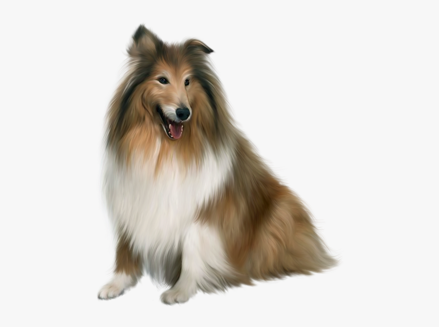 Rough Collie Png, Transparent Clipart